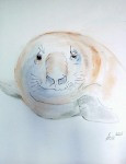 Seeelefant